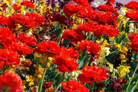 The flowers that bloom when spring comes are colorful Stock Photos