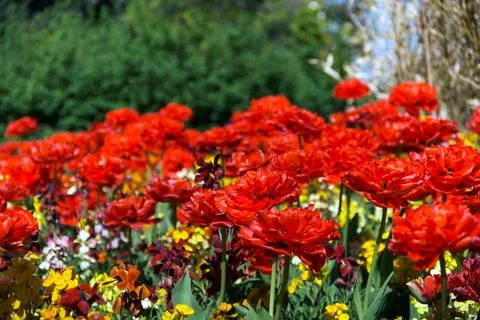 The flowers that bloom when spring comes are colorful Stock Photos