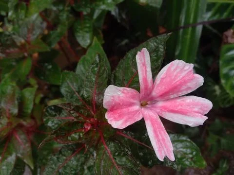 Flowers bloom in winter Stock Photos