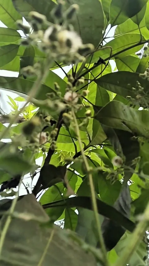 Flowers bloomed in jungle trees 스톡 동영상 319053425