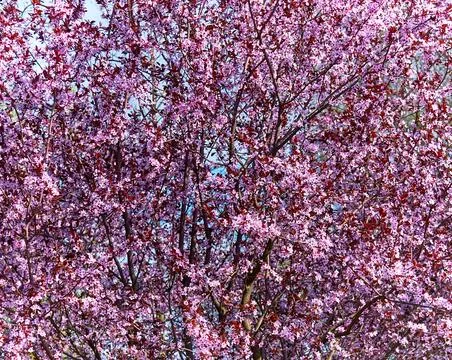 Flowers bloomed in the spring on the branches of fruit trees Stock Photos
