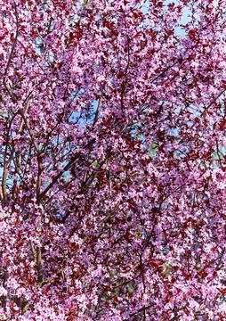 Flowers bloomed in the spring on the branches of fruit trees Stock Photos
