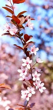 Flowers bloomed in the spring on the branches of fruit trees Stock Photos