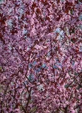 Flowers bloomed in the spring on the branches of fruit trees Stock Photos