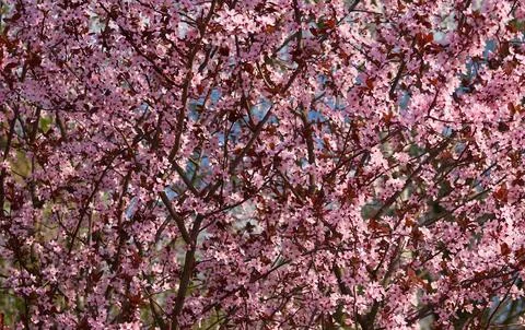 Flowers bloomed in the spring on the branches of fruit trees Stock Photos