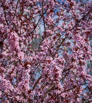 Flowers bloomed in the spring on the branches of fruit trees Stock Photos