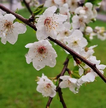 Flowers bloomed in the spring on the branches of fruit trees Stock Photos