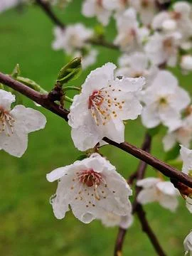 Flowers bloomed in the spring on the branches of fruit trees Stock Photos