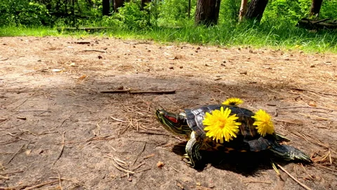 Flowers bloomed on the turtle's shell. Stock Footage 154594735