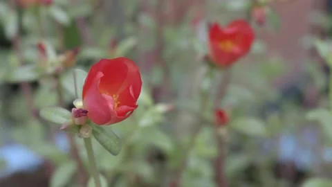Flowers blooming and bees pollinating Video stock 219687370