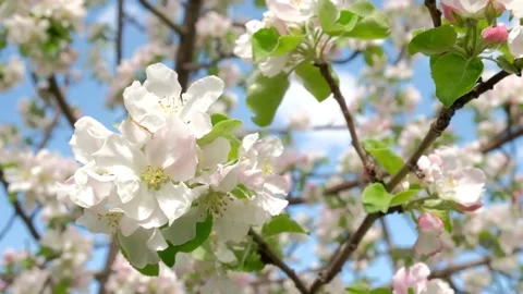 Flowers blooming Apple tree in spring in may on the background of blue sky. Stock Footage 130777440