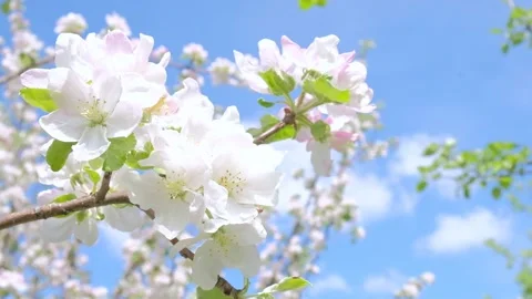 Flowers blooming Apple tree in spring in may on the background of blue sky. Stock Footage 130777443