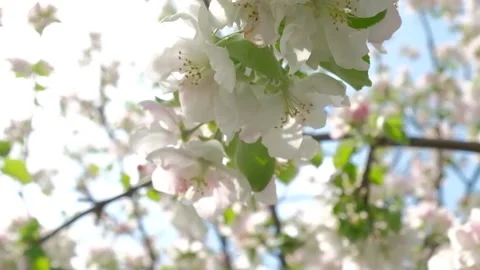 Flowers blooming Apple tree in spring in may on the background of blue sky. Stock Footage 130777450