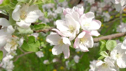 Flowers blooming Apple tree in spring in may on the background of blue sky. Stock Footage 130778184