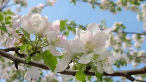 Flowers blooming Apple tree in spring in may on the background of blue sky. Stock Footage 130778186