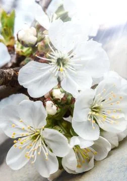 Flowers blooming cherry Stock Photos