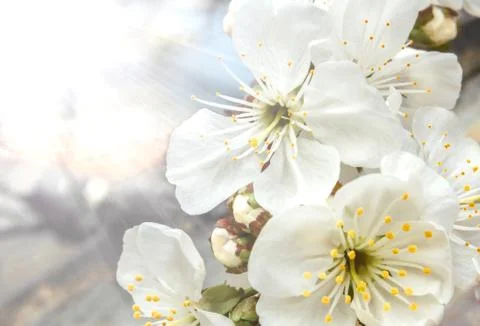 Flowers blooming cherry Stock Photos