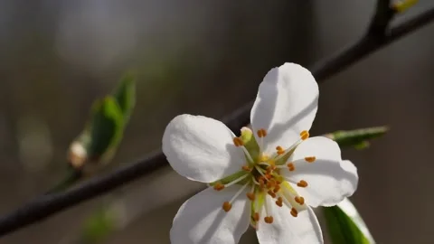Flowers blooming in early spring Stock Footage 177910896