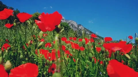 Flowers blooming in the field Stock Footage 217934001