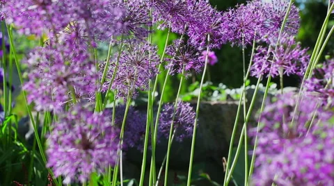 Flowers blooming. 動画素材 49429201