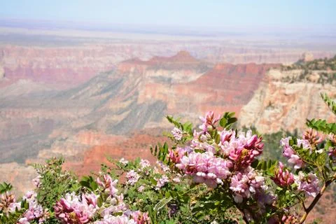 Flowers blooming on the  Grand Canyon. Stock Photos
