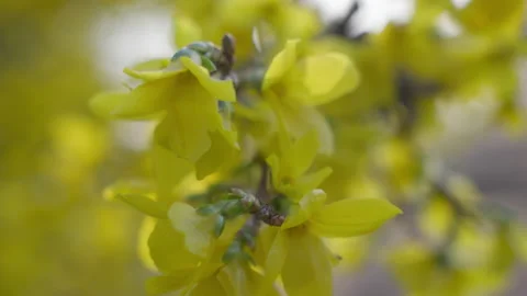 Flowers blooming with light flares, spring season Stock Footage 236824179