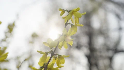 Flowers blooming with light flares, spring season Stock Footage 236824326