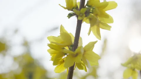 Flowers blooming with light flares, spring season Stock Footage 236824470