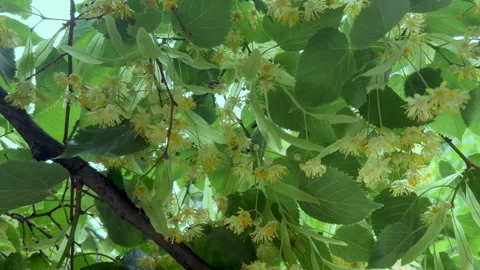 Flowers on blooming lime tree, view from below Stock-Footage 335913128