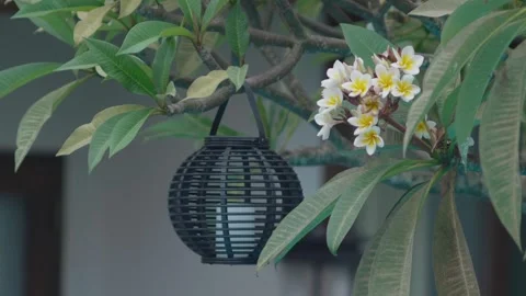Flowers Blooming Next To Lantern Video stock 333789201