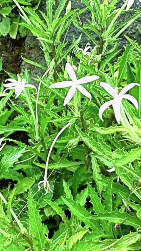 Flowers blooming on the side of the road Stock Footage 294503002