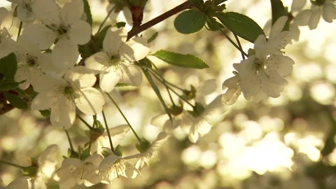 The flowers blooming in the spring are a ray of light. Stock Footage 149054502
