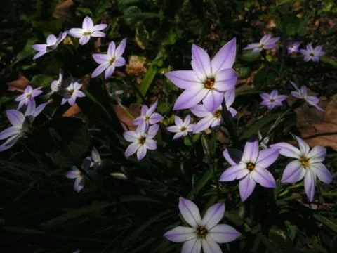Flowers blooming in the Spring Stock Photos