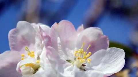 Flowers Blooming Spring Foto stock