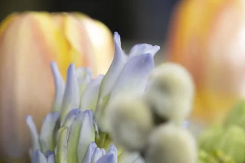 Flowers blooming in spring. Stock Photos