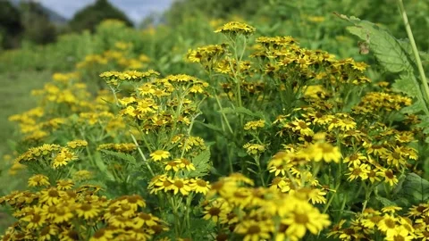 Flowers blooming in spring season Stock Footage 249446201