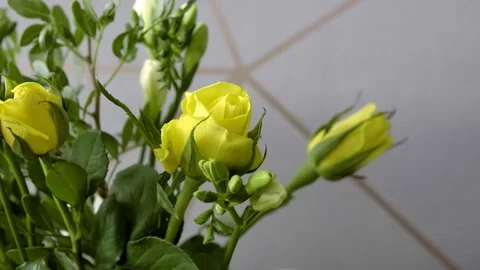 Flowers blooming through the day Stock Footage 137456979