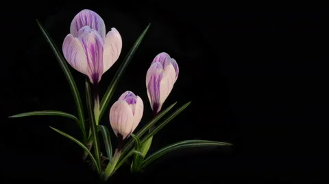 Flowers Blooming Timelapse Stock-Footage 61302658