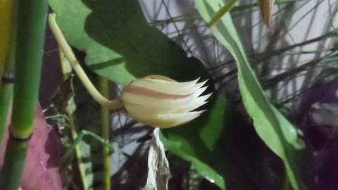 Flowers Blooming Timelapse Vídeos de archivo 220712455