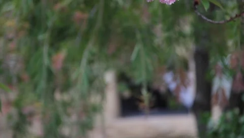 Flowers blooming on tree Stock Footage 3678128