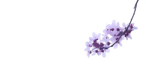 Flowers on a blooming tree Stock Footage 74313828