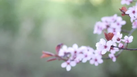 Flowers on a blooming tree Stock Footage 74314070