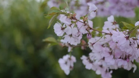 Flowers on a blooming tree Stock Footage 74314183