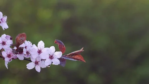 Flowers on a blooming tree Stock Footage 74314287