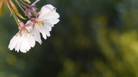 Flowers on a blooming tree Stock Footage 74314293