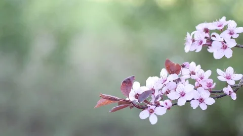 Flowers on a blooming tree Stock Footage 74314304