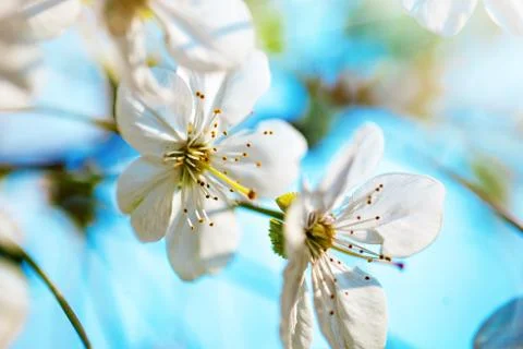 Flowers blooming tree at spring. Spring blooming, Abstract background. Banner Foto stock