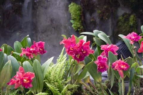 Flowers bloomw353 Stock Photos