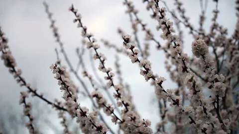 Flowers Blossom on the Branches of Tree Stock Footage 74106256