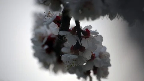 Flowers Blossom on the Branches of Tree Stock Footage 75841355